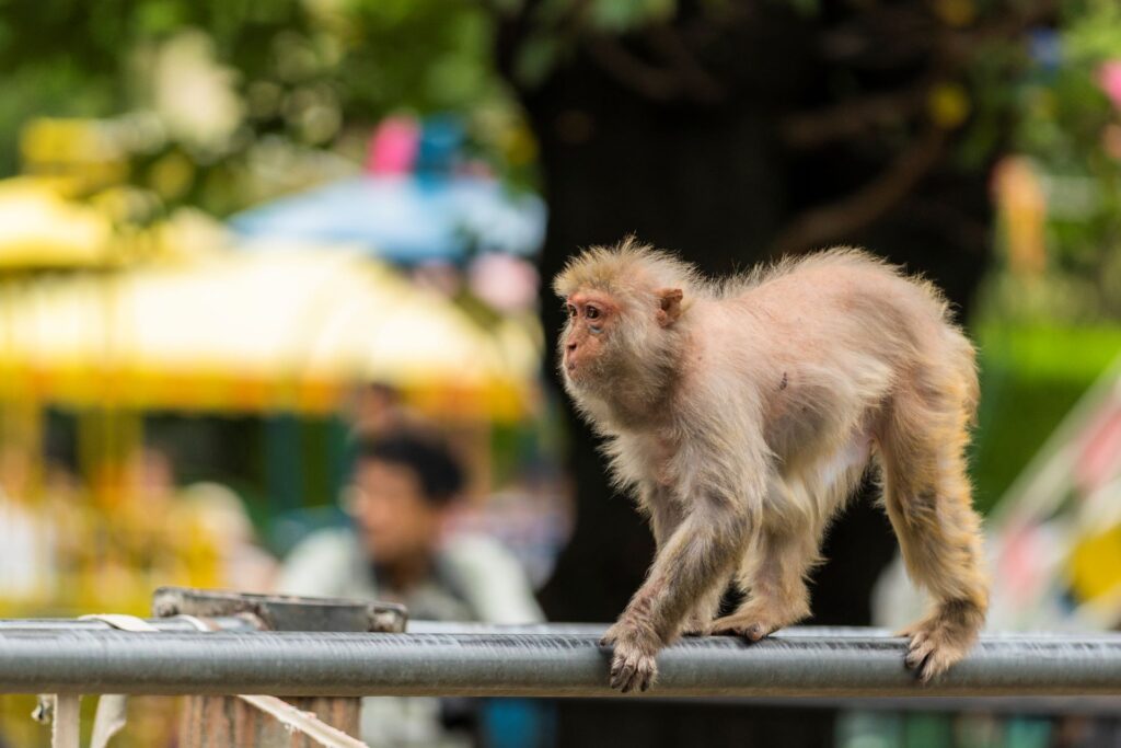 野猴肆虐神奈川 民宅幼稚園成「遊樂場」