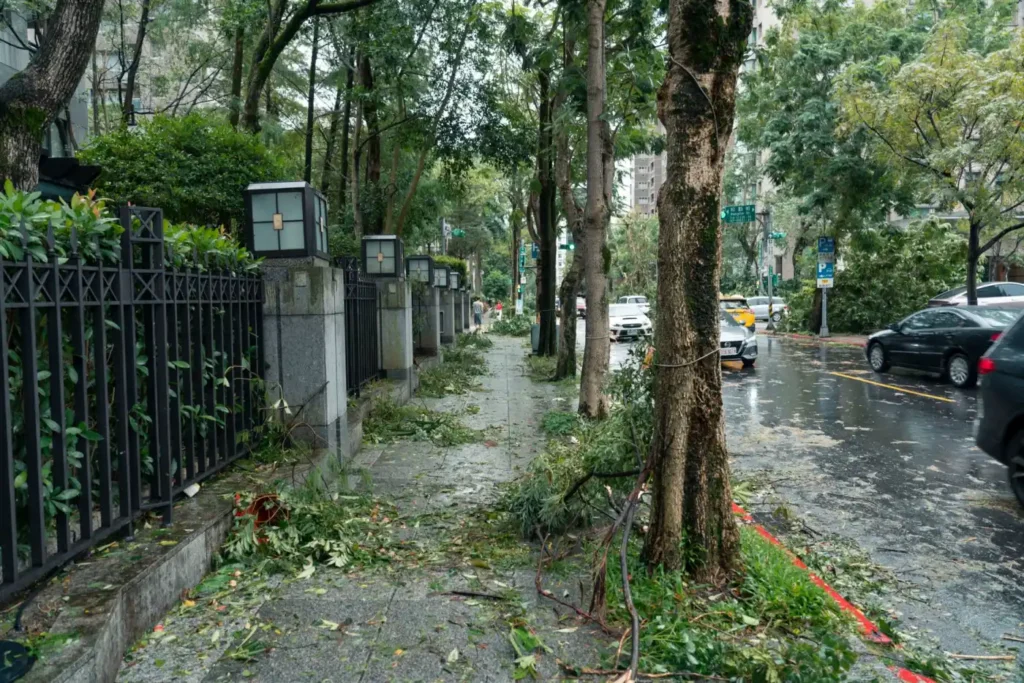 中正區路樹雷擊倒塌無人受傷傍晚排除