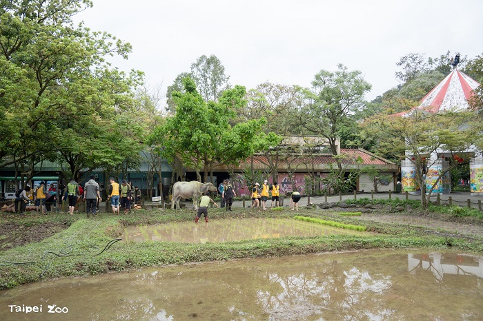 小農夫們還需要定期回到園區農田巡田,協助除草、施肥並觀察水稻的生長情況。(圖/臺北市立動物園提供)